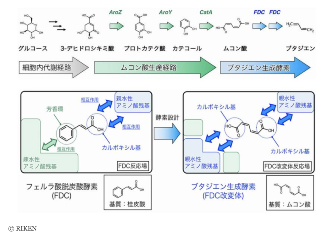 2021/04 RIKEN-industry consortium tailors E. coli by synthetic biology to produce 1,3-butadiene from glucose