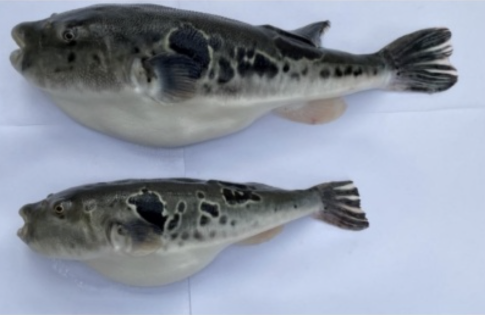 111 Genomeedited tiger puffer fish accepted as food in Japan window