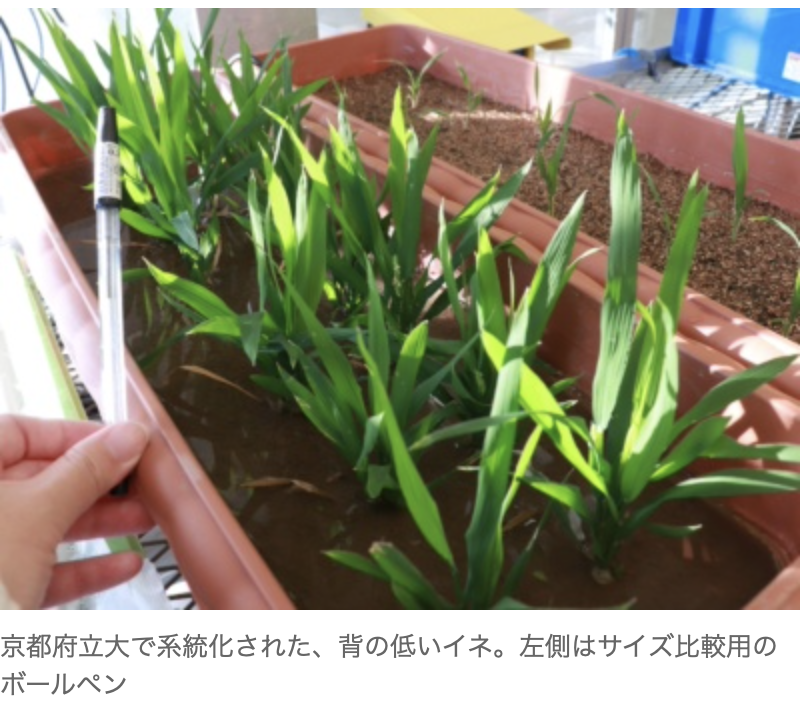 Kyoto Prefectural University startup to sell “short rice” suitable for plant factories