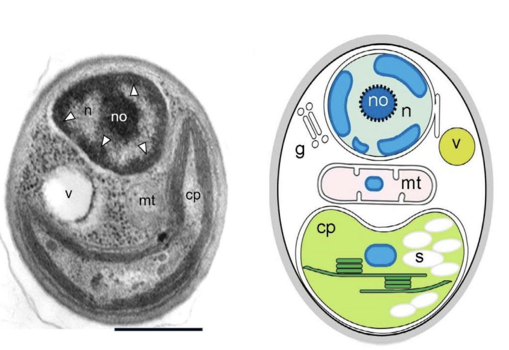 2023/01: A 1 µm green microalgae, Medakamo hakoo, holds promise for synthetic biology