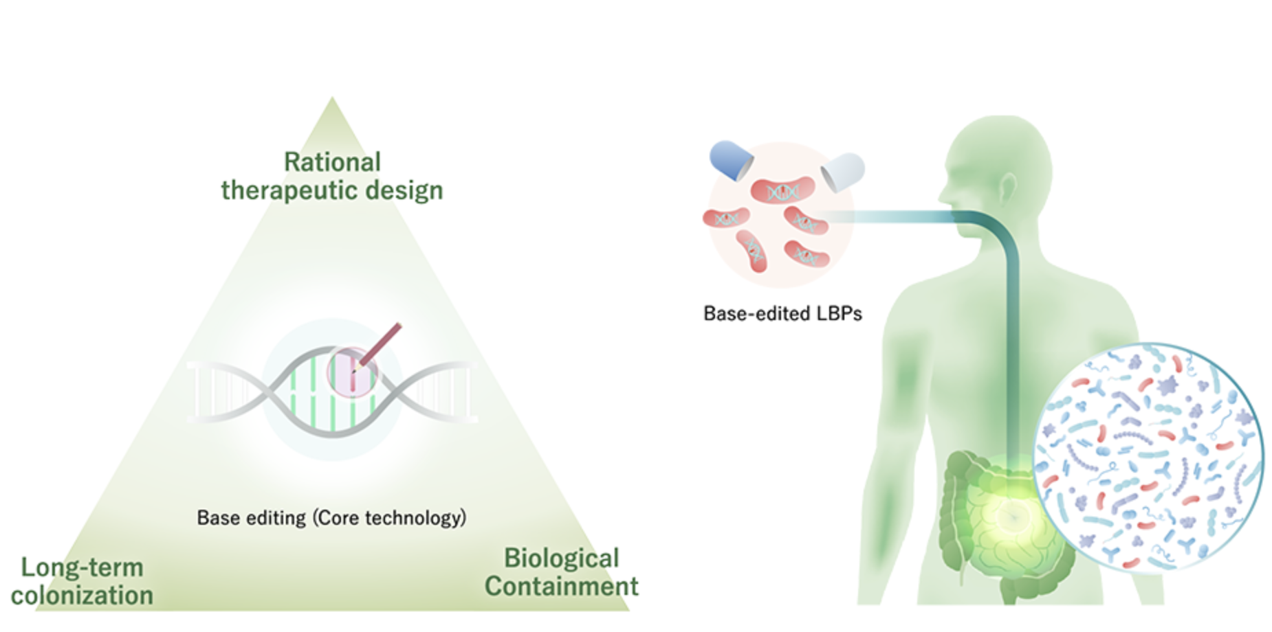 Kobe’s BioPalette develops enterobacteria for microbiome therapy