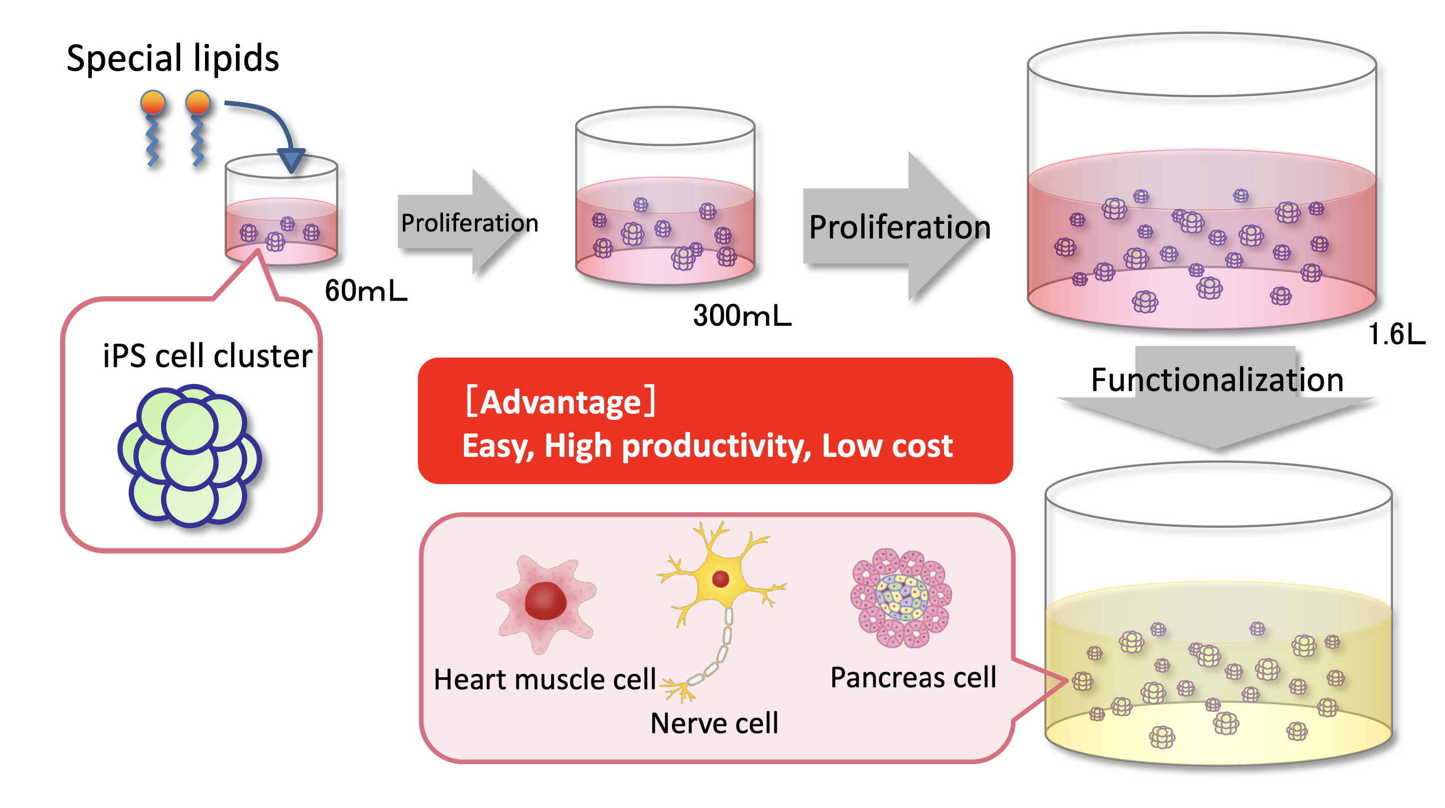 2024/12 RIKEN, Kaneka and others: mass cell culture of suspended iPS cells